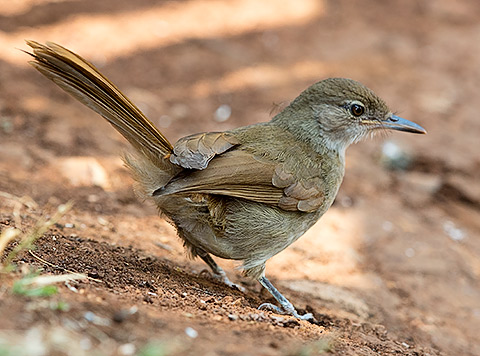Terrestrial Brownbul